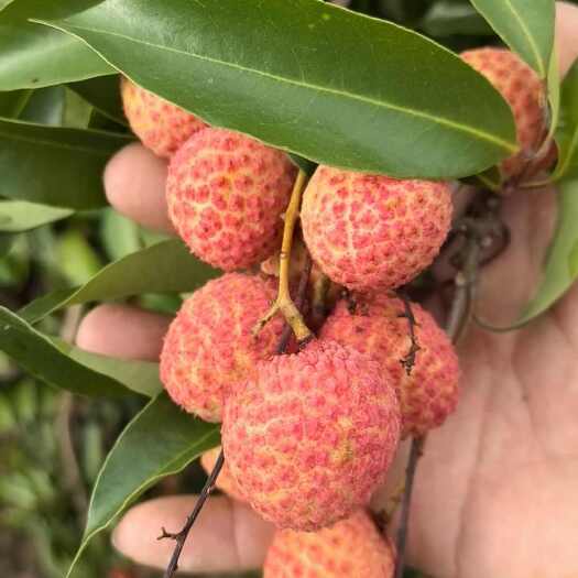 南宁桂味荔枝，产地直销。
