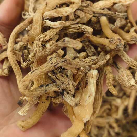 成都东北玉竹长白山干货无硫玉竹干新鲜沙参玉竹中药非玉竹片