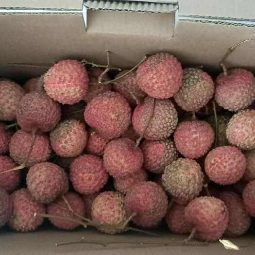 广州增城桂味