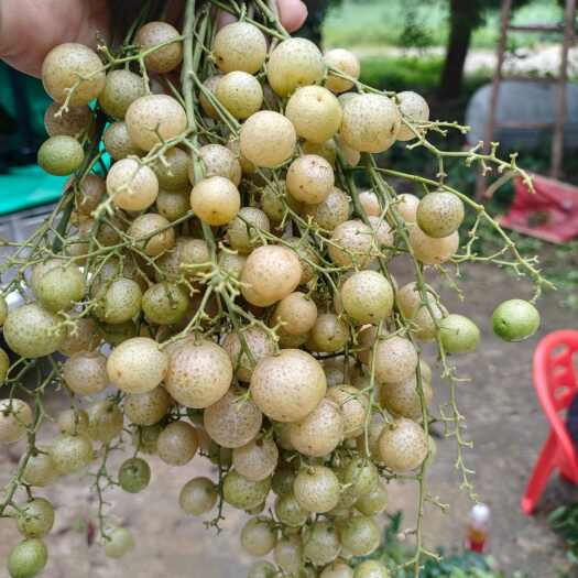 黄皮果，鸡皮果，山黄皮