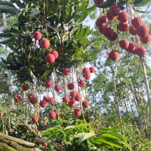 横州市广西南宁横州桂味荔枝新鲜水果热带特产
