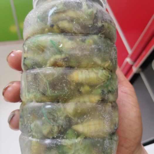 芜湖南方金蝉竹蝉白蝉
