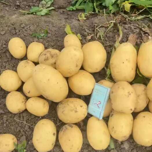公主岭市吉林蔬菜上市中，土豆品种全价格低，保质保量，需要的老板下单