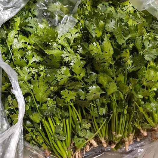唐山中叶铁杆青香菜