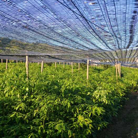 遂川县楠木杯苗，大量有货，苗场自贡，诚信经营，没有中间商赚差价，