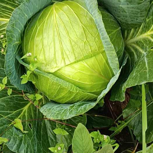 贵州瓮安平包菜新鲜蔬菜甘蓝类包菜批发