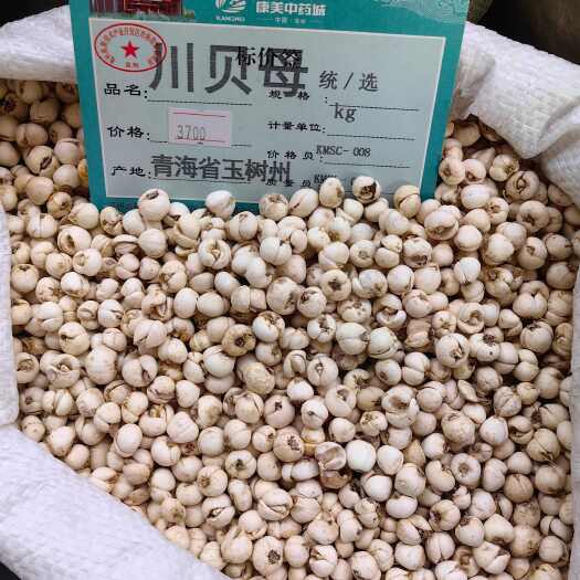 亳州川贝母大货产地直供