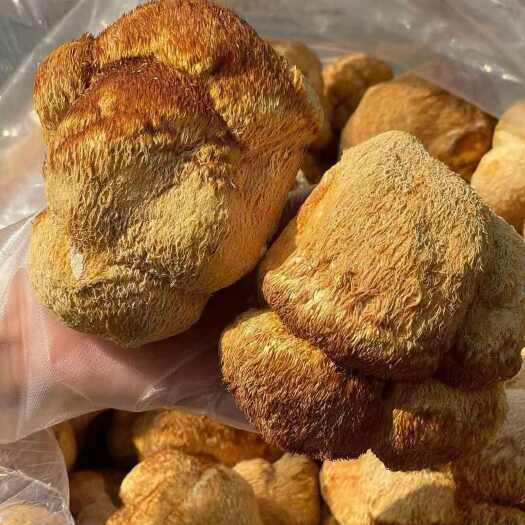 佛山【猴头菇】无硫大个猴头菇500克袋装包邮