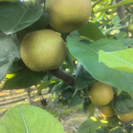 湖北沙梨翠冠个大脆甜水分足量大全国发货