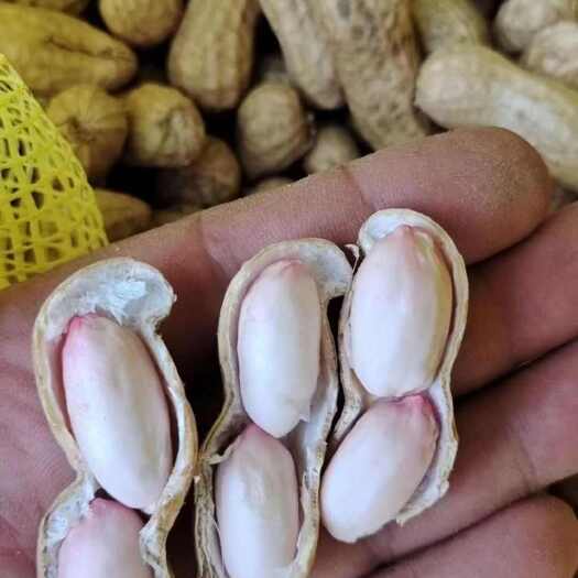 开封大白沙花生 产地直发 人工筛选 包邮