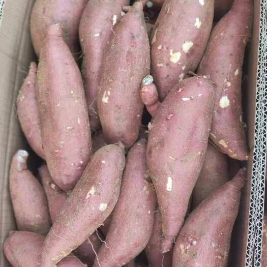 邹城市济薯26号红薯  板栗薯  黄金薯 香甜糯
