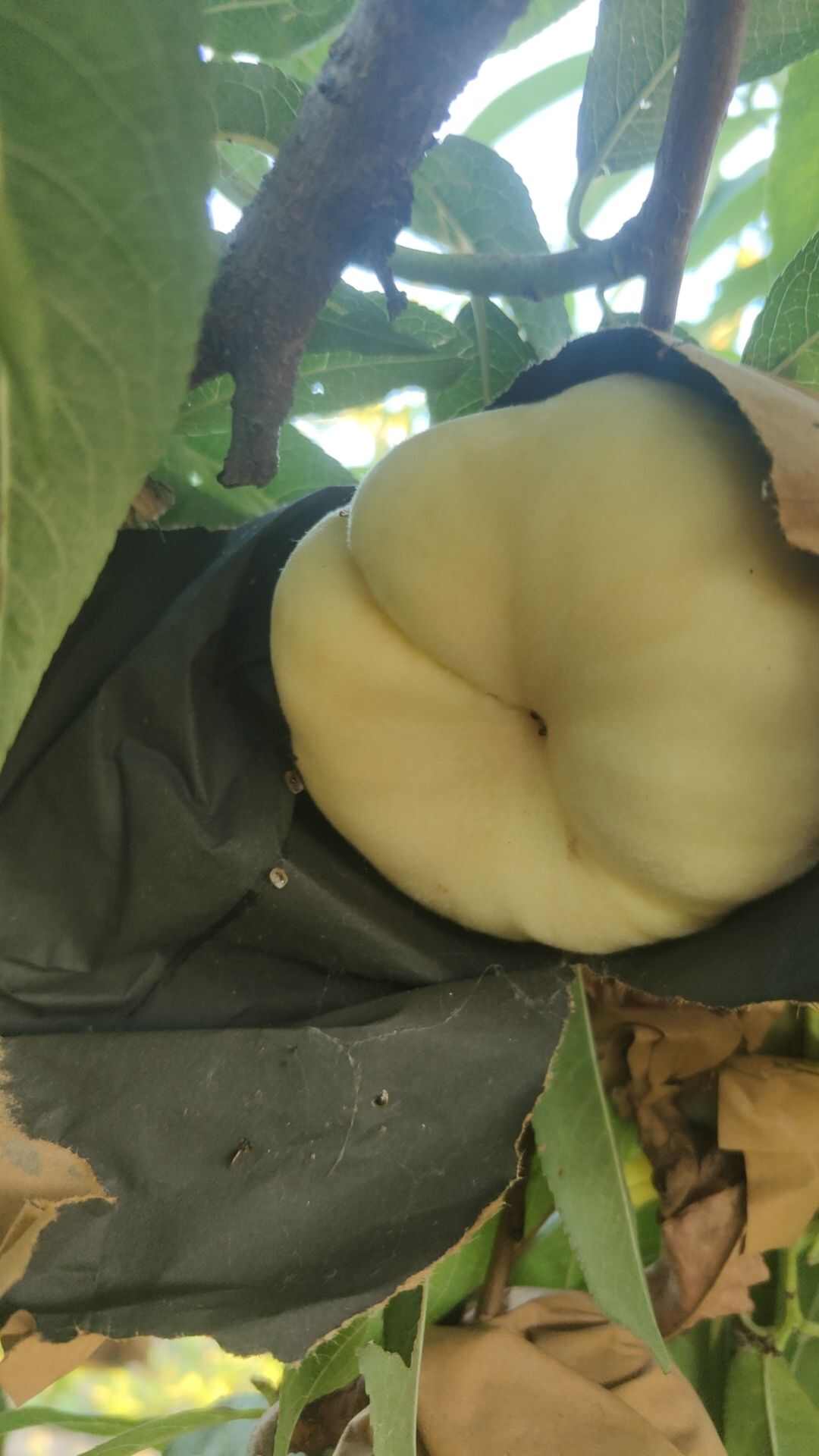 白蟠桃