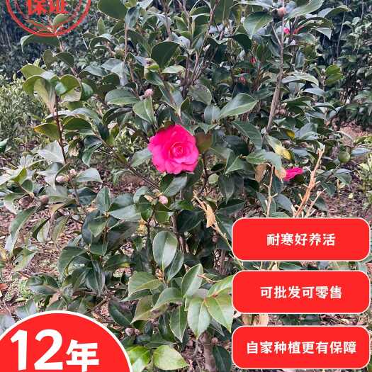 12 年精心培育老树，根基稳、长势旺，开花更给力天生耐寒
