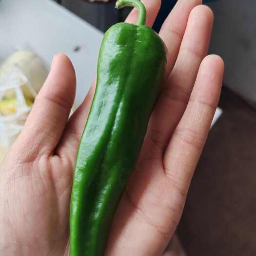 杜尔伯特辣椒