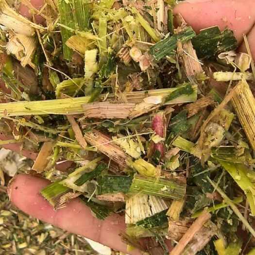 唐河县玉米秸秆黄储青储