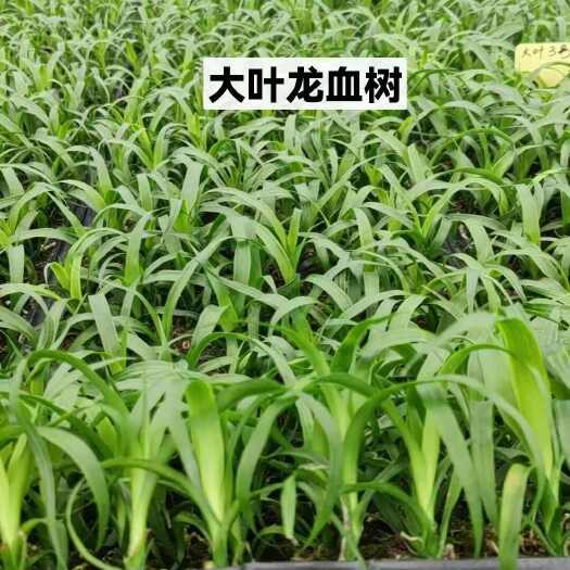高州市龙血树大叶三号黑珍珠