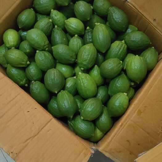 龙门县广东无粒香水柠檬