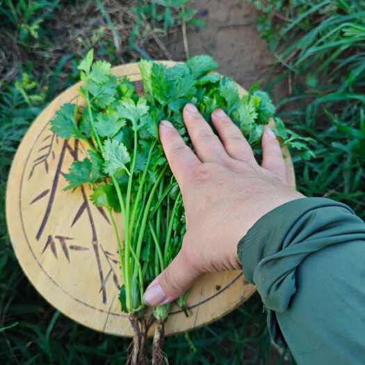 精品大叶香菜  叶片大 棵条均匀 货源充足