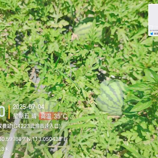 天门市美都西瓜6一8斤
