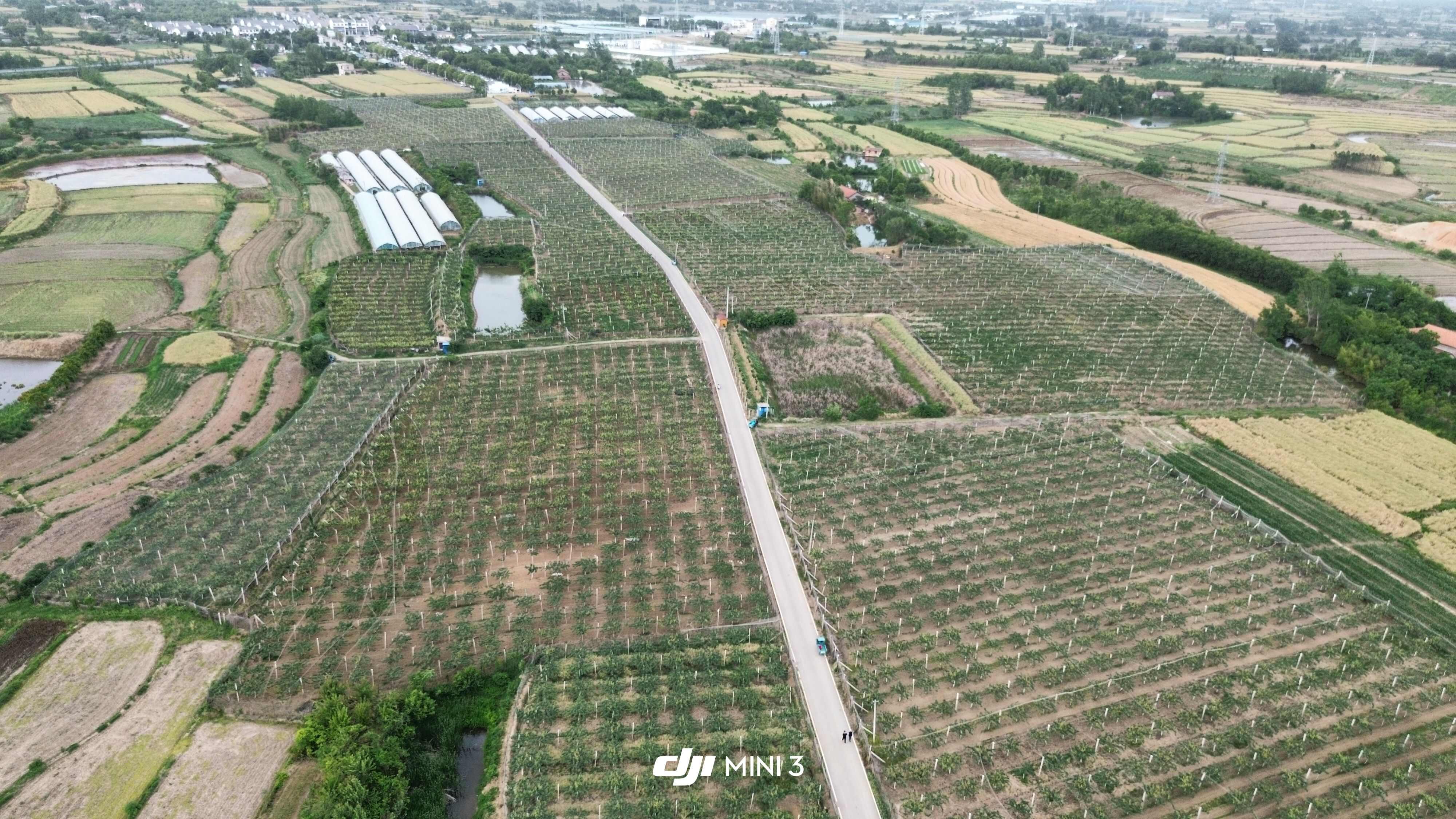 千亩翠冠梨基地，农户直发。