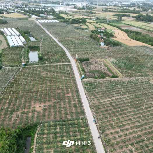 千亩翠冠梨基地，农户直发。