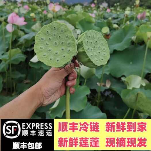 顺丰冷链包邮新鲜莲子莲蓬当季湖南湘莲现摘现发生吃孕妇嫩莲子