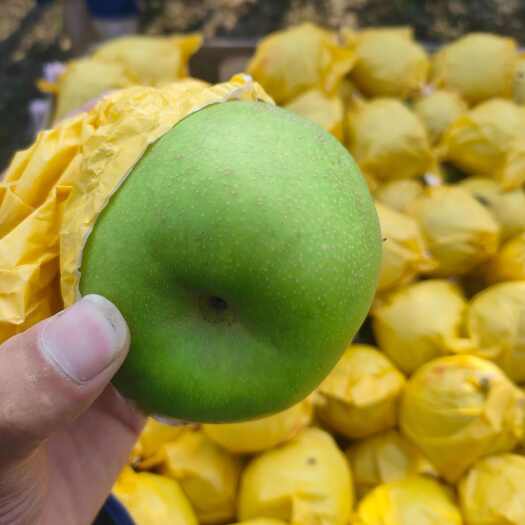 睢宁县翠冠梨  套袋青皮翠冠梨   新鲜水果江苏徐州睢宁产地直发