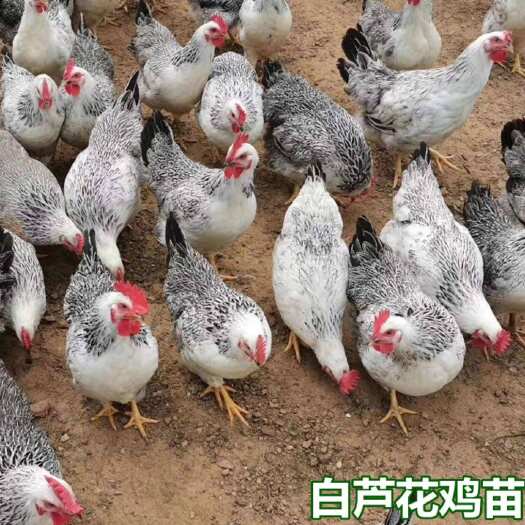 衡阳白芦花鸡苗 稻花鸡苗 小脚土鸡苗