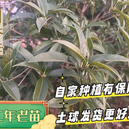 【12 年老苗】扎根深、长势稳，多年培育更靠谱