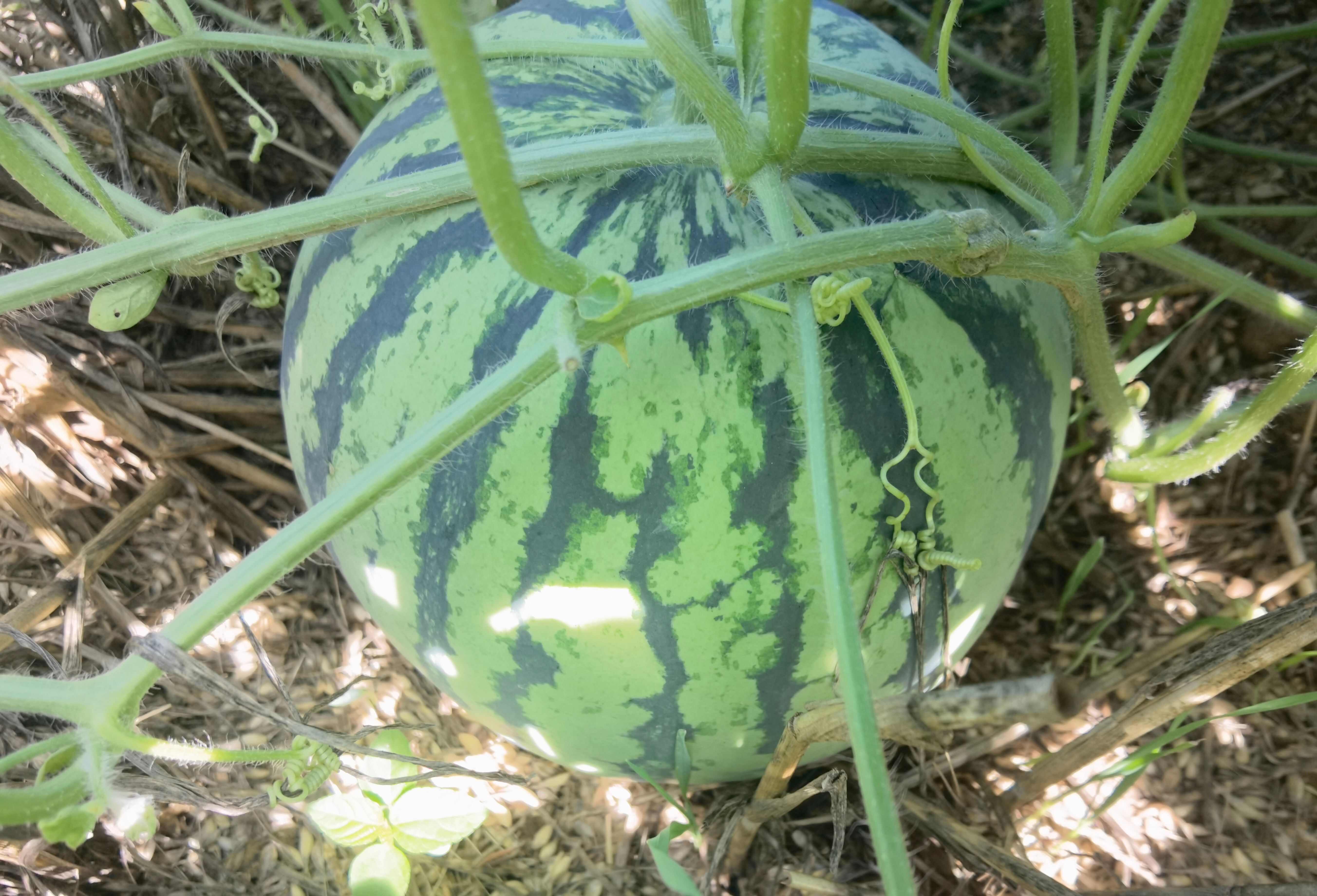 美都西瓜   头茬  精品
