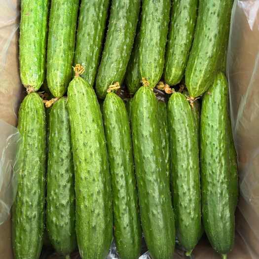 曹县山东曹县刺黄瓜 新鲜蔬菜瓜菜类 直供产地