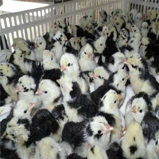 衡阳贵妃鸡苗 厂家直销 打好马立克疫苗