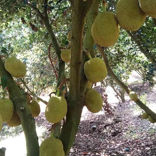 化州市无胶菠萝蜜