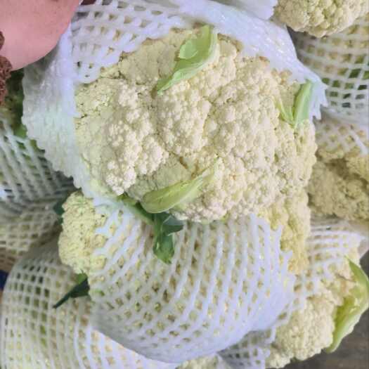 榆中县兰州高原夏菜，散花，有机花