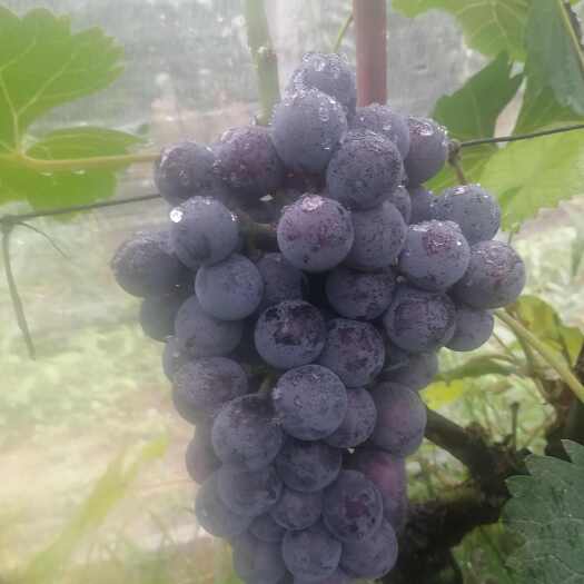 成武县夏黑葡萄，无籽，保证口感