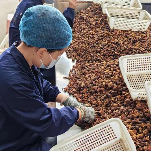 富宁县水洗电烤草果 人工分拣