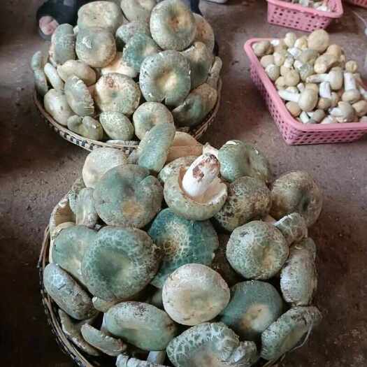 易门县野生菌