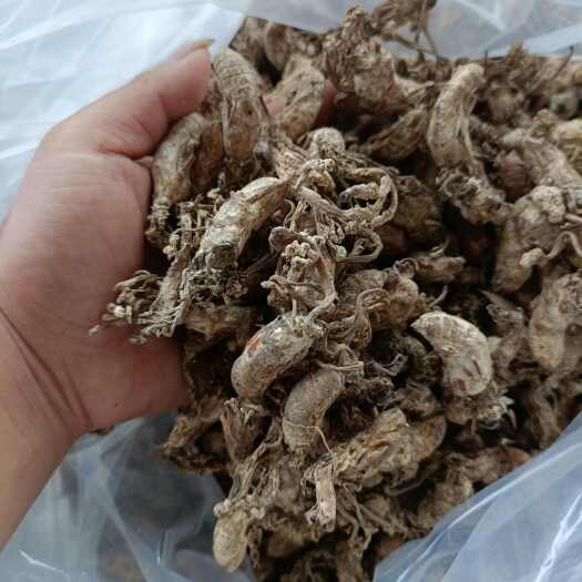 商城县金蝉花