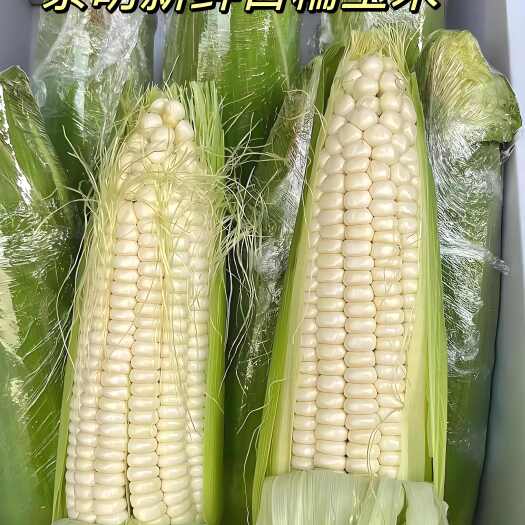 文水县白糯甜玉米产地直销