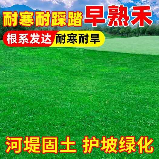 沭阳县早熟禾种子草坪草种矮生耐践踏耐寒四季常青种子庭院别墅绿化种孑