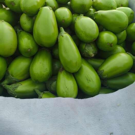 茄子大量供应