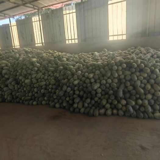 通许县串玲冬瓜，白皮冬瓜，地头现货，随时发货。