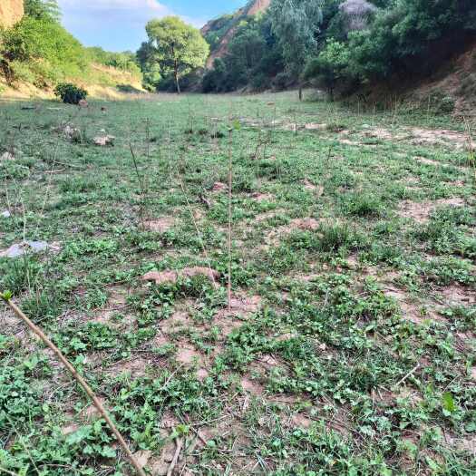 淳化县坡地，林地耕地，圈舍住房在一起，独立的，水电路都通可以合作