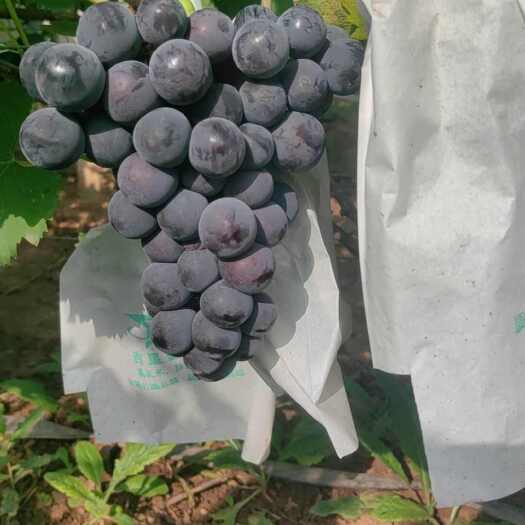 巨峰  京亚   夏黑  维多利亚  南太湖  辽峰阳光玫瑰