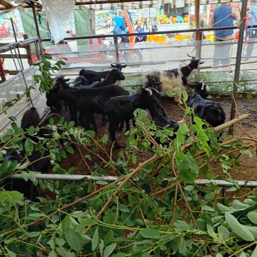 越西县四川凉山黑山羊 禽畜肉蛋活畜养殖产地直供