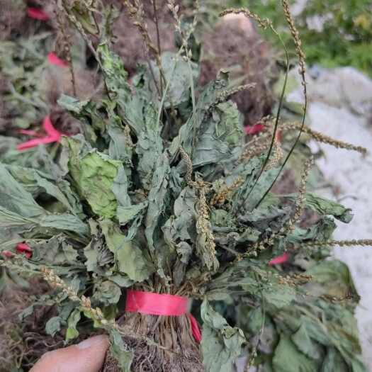 石阡县车前草