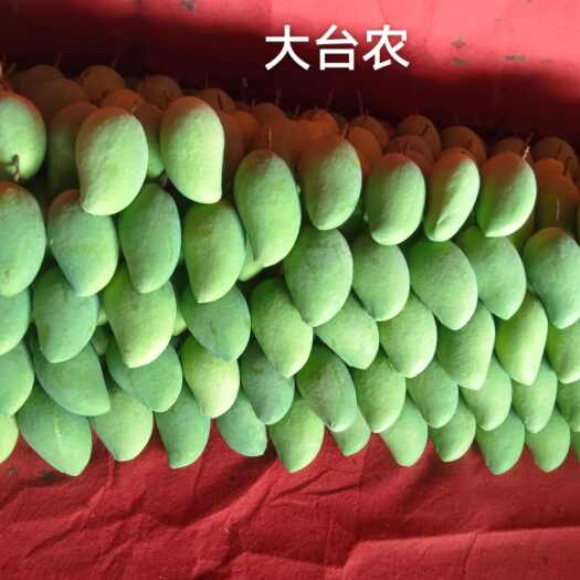 田东县台农芒