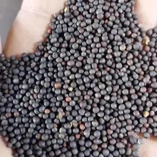 油菜籽  湖北，产区直销，支持试榨支持试榨