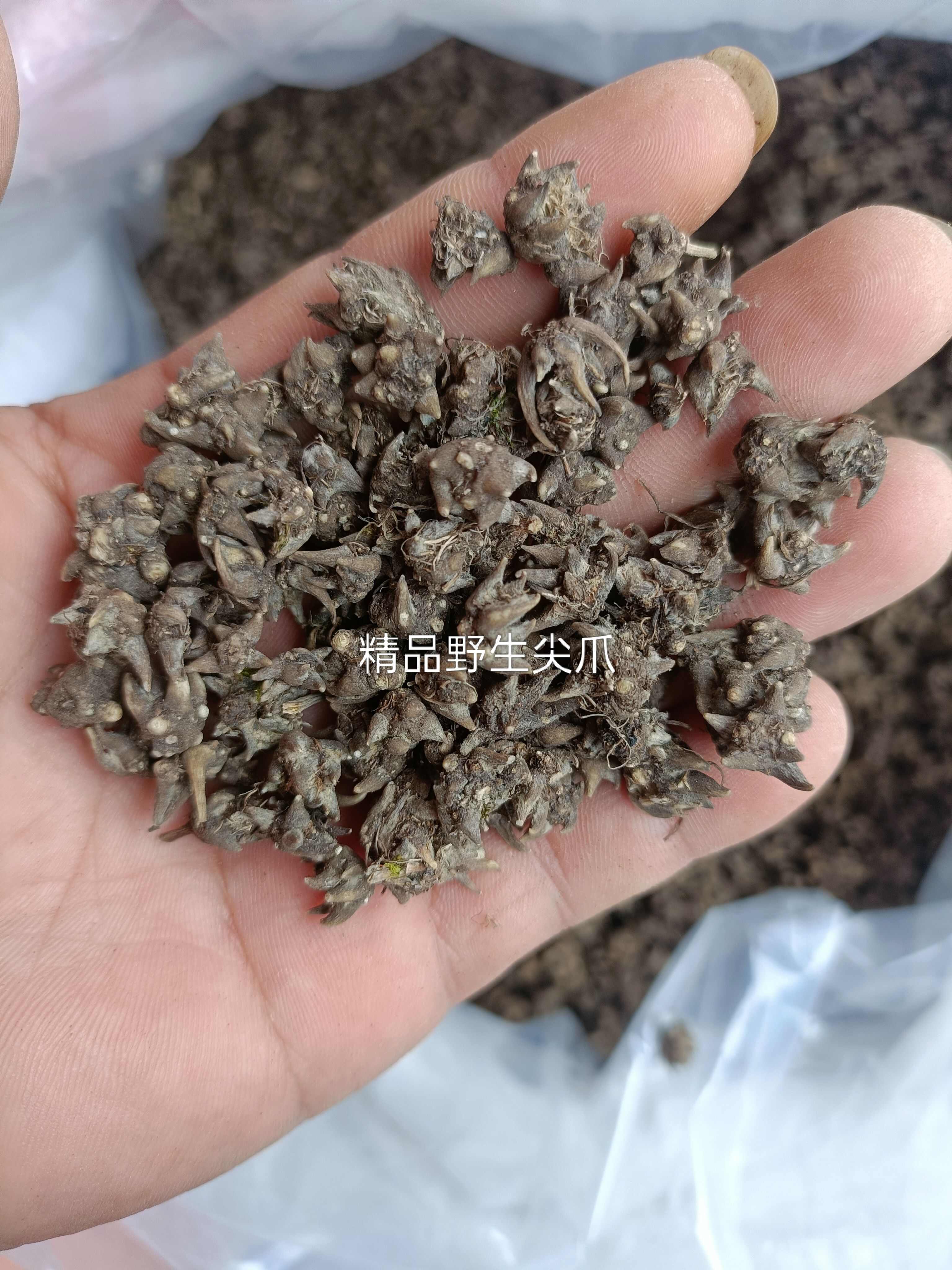 猫爪草  精品尖爪，大山自然生长