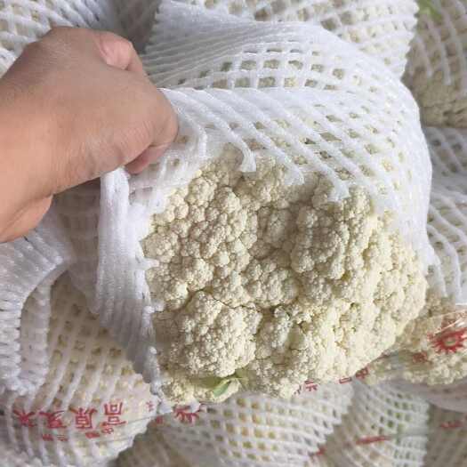 榆中县白花菜花